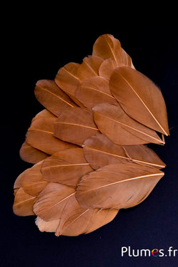 Pétales en plumes - 6-8 x 3-4 cm - châtaigne